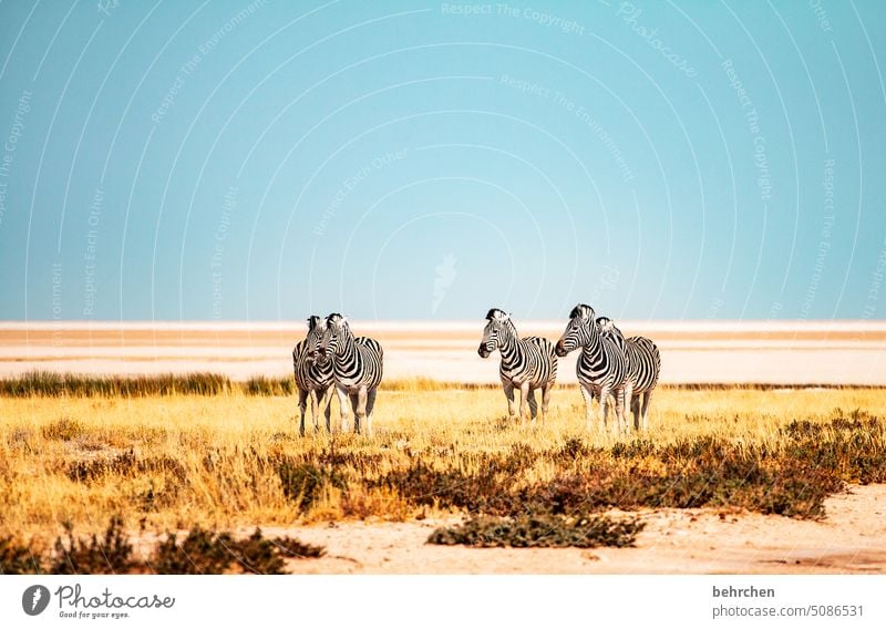 längs gestreift macht schlank etosha national park Etosha Etoscha-Pfanne außergewöhnlich Tierporträt fantastisch Wildtier frei wild Wildnis Zebra Safari reisen