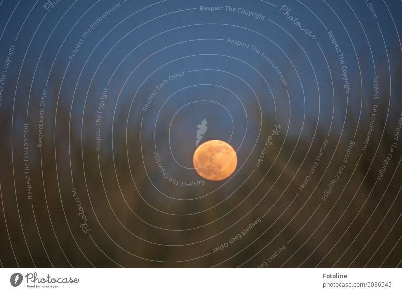 Der Vollmond geht hinter der Düne auf Helgoland auf. Mond Nacht Himmel dunkel Mondschein Nachthimmel Außenaufnahme Licht Farbfoto leuchten Abend dunkelblau