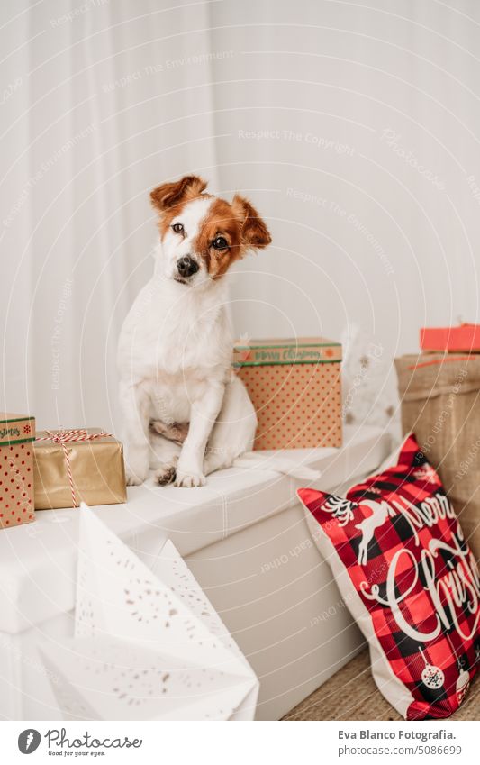 liebenswerter jack russell hund indoor vor weihnachtsdekoration zu hause Hund Weihnachten heimwärts im Innenbereich niedlich bequem Jahr Postkarte hübsch neu