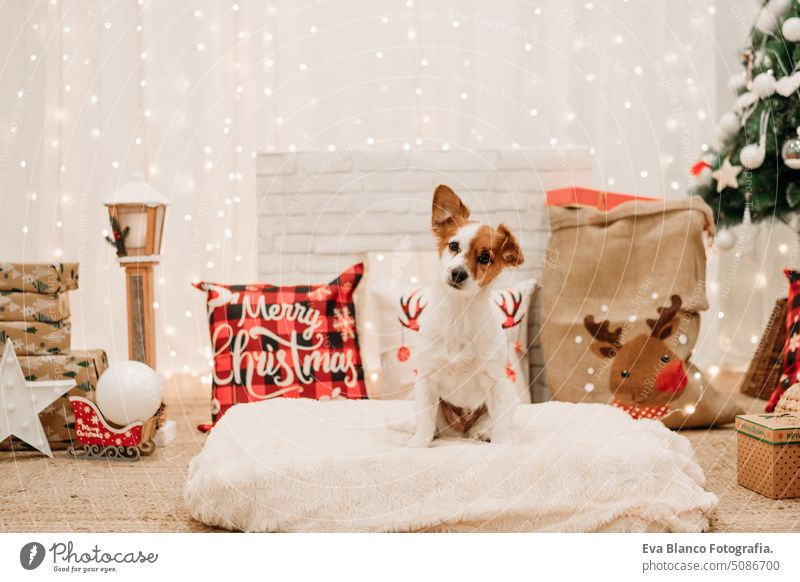 liebenswerter jack russell hund indoor vor weihnachtsdekoration zu hause Hund Weihnachten heimwärts im Innenbereich niedlich bequem Jahr Postkarte hübsch neu