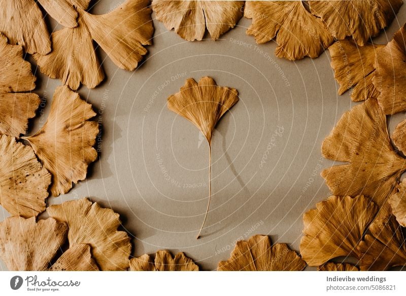 Ein Ginkgo-Biloba-Blatt, umgeben von mehreren Blättern. Gelbe getrocknete Blätter auf beigem Hintergrund. Herbst gelb braun kreativ Raum flache Verlegung fallen