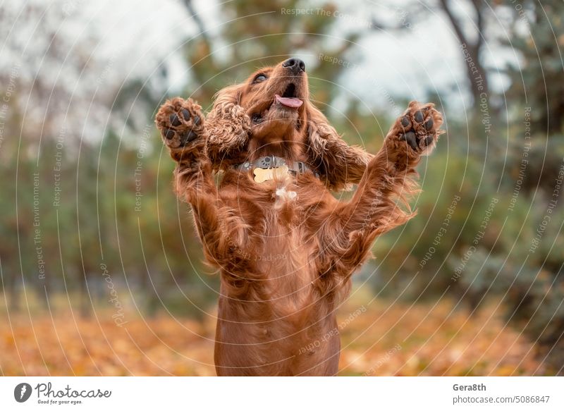 Der rote Spaniel sprang auf und hob beide Pfoten vor dem Hintergrund der Herbstblätter in die Höhe. Tier Herbstlaub beide Pfoten hoch gezüchtet Kragen