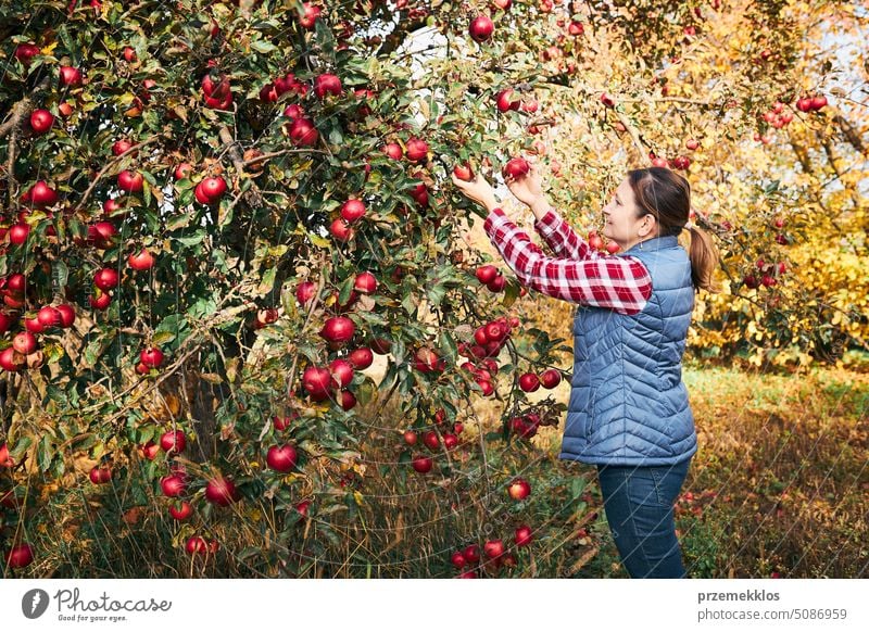 Frau pflückt reife Äpfel auf dem Bauernhof. Landwirt packt Äpfel vom Baum im Obstgarten. Frische gesunde Früchte bereit, auf Herbst-Saison zu pflücken. Erntezeit auf dem Lande