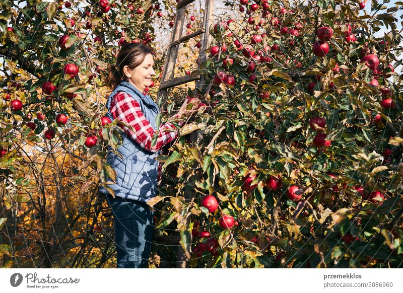 Frau pflückt reife Äpfel auf dem Bauernhof. Landwirt packt Äpfel vom Baum im Obstgarten. Frische gesunde Früchte bereit, auf Herbst-Saison zu pflücken. Erntezeit auf dem Lande