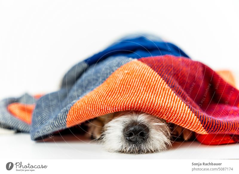 Ein kleiner Hund schläft unter einer bunten Decke schlafen Hundenase Nahaufnahme müde entspannend Haustier ruhen bequem Lifestyle Tier Bett aussruhen träumen