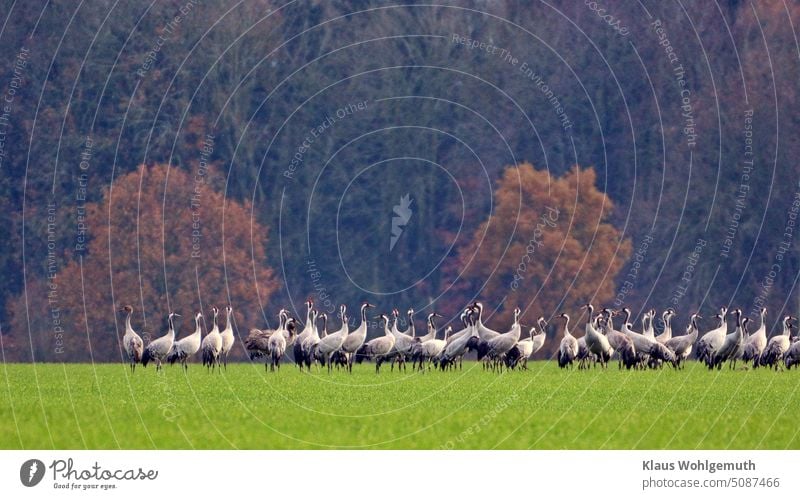 Rastende Kraniche auf einem Getreidefeld im Herbst Kranichbeobachtung Wintergetreide Vogelzug rasten Vogelschwarm scheu Teleaufnahme Vogelschnabel Farbfoto rot