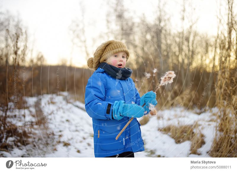 Cute Vorschule Junge wandert auf einem kalten sonnigen Winter Sonnenuntergang. Kind hat Spaß mit trockenem Schilf Pflanze. Kinder Spiele im Freien erkunden