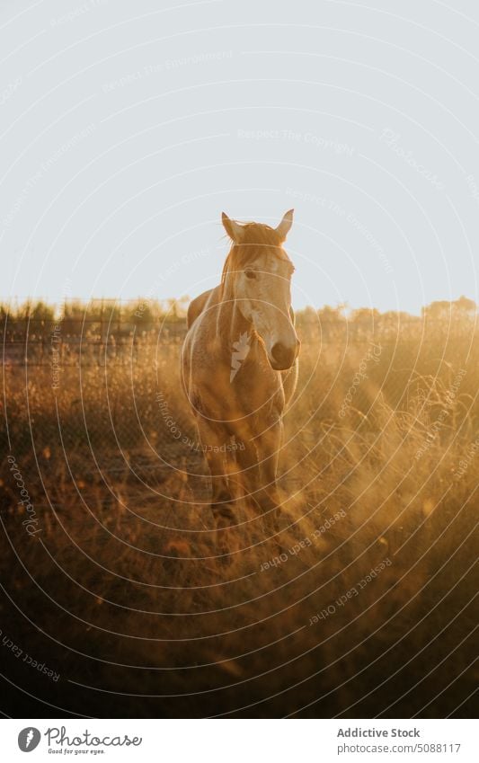 Pferd im Feld stehend Tier Natur Bauernhof Reiterin pferdeähnlich Säugetier Wiese laufen aktiv außerhalb braun frei Freiheit wild jung Gras Weide im Freien