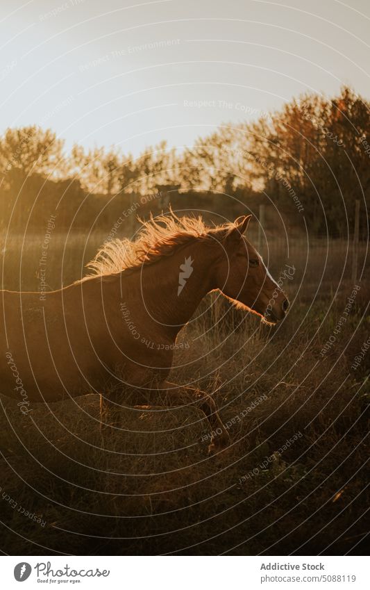 Pferd trabend auf dem Feld Tier Natur Bauernhof Bewegung Reiterin pferdeähnlich Säugetier Wiese laufen aktiv galoppieren außerhalb braun frei Freiheit rennen