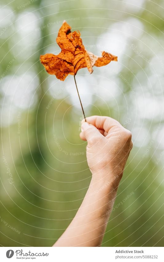 Kulturpflanze mit trockenem Blatt Person zeigen Herbst trocknen Wald verdorren Natur Laubwerk Saison manifestieren zerbrechlich Botanik laubabwerfend natürlich