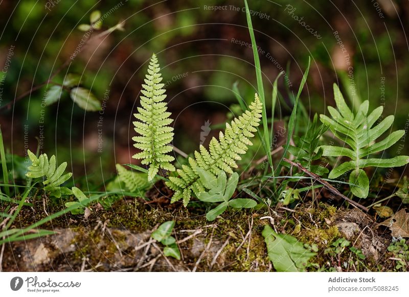 Grünes Farnblatt im Wald Wurmfarn Blatt Wachstum Herbst Natur Buchse Pflanze Laubwerk Flora grün Saison vegetieren Botanik natürlich filigran Waldgebiet frisch