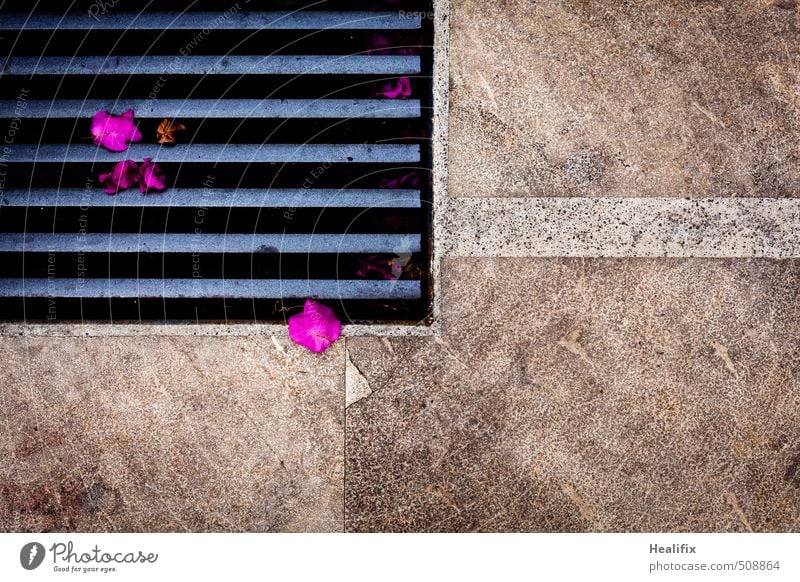 Buntkalter Herbst Pflanze Frühling Sommer Blume Blatt Grünpflanze exotisch Stein Beton Metall Rost Linie Streifen blau braun grau rosa schwarz Marmor Gitterrost