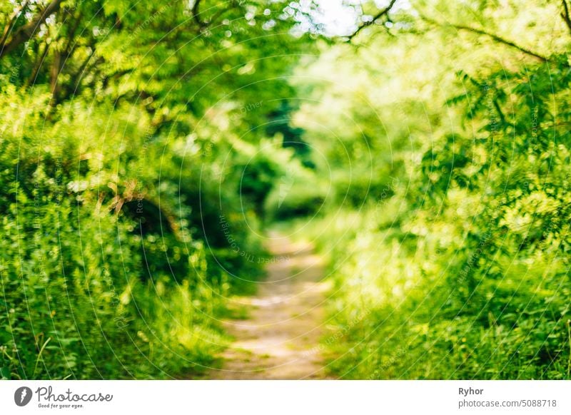 Unscharfe abstrakte Bokeh natürlichen Hintergrund der Walkway Path Lane im Sommer Park Baum Szene Fußweg Weg Garten schön im Freien Holz niemand Spaziergang