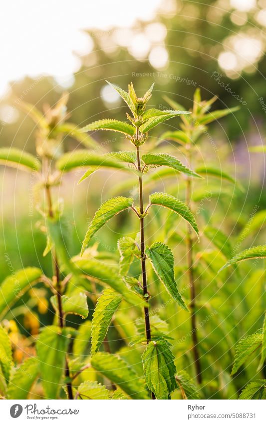 Die Zweige der wilden Brennnessel, Brennnessel oder Urtica Dioica im Sommer Wiese Feld. Nahaufnahme Grasland grün sonnig Sonnenlicht Sonnenaufgang geblümt