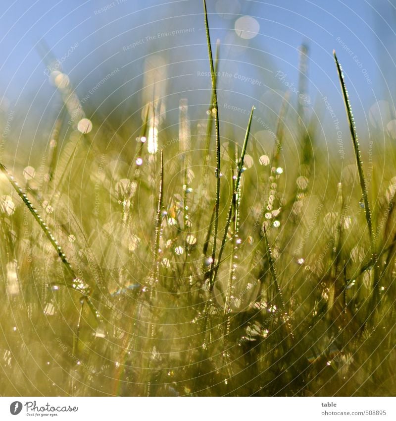 Morgenstund . . . Umwelt Natur Landschaft Pflanze Wasser Wassertropfen Himmel Wolkenloser Himmel Frühling Sommer Herbst Schönes Wetter Gras Grünpflanze