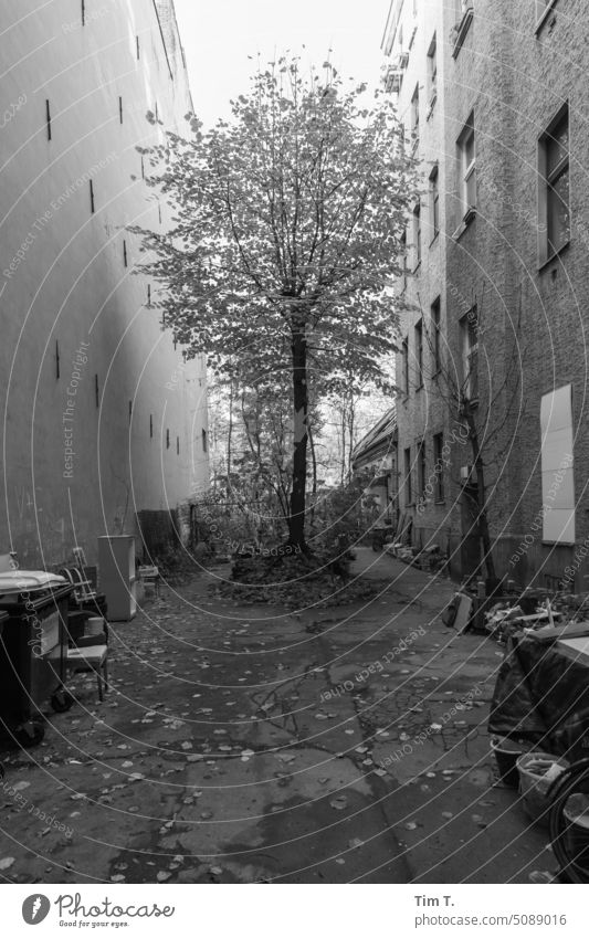 ein Baum gefangen im Hinterhof Berlin s/w Altbau Stadt Hauptstadt Tag Stadtzentrum Schwarzweißfoto Menschenleer Außenaufnahme Altstadt Bauwerk Gebäude