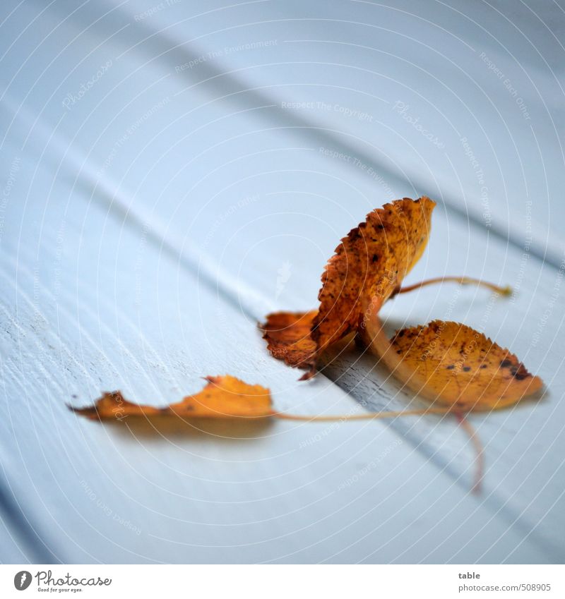 abgelegt . . . Umwelt Natur Herbst Blatt Wildpflanze Garten Park Bank Holz Linie liegen dehydrieren alt kalt klein blau braun gold weiß ruhig Endzeitstimmung