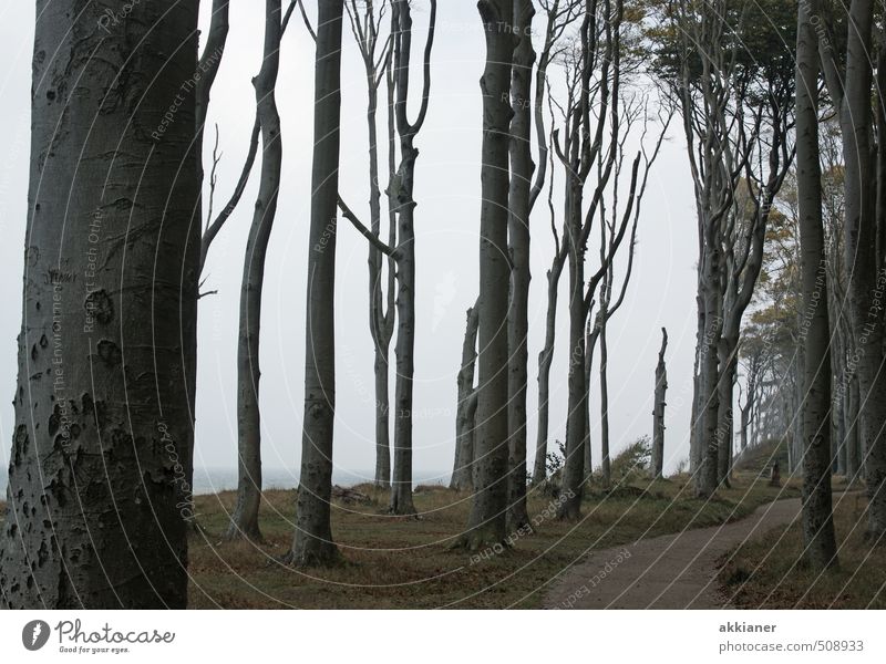 Waldweg Umwelt Natur Landschaft Pflanze Urelemente Erde Herbst Baum Küste dunkel gruselig natürlich Gespensterwald Fußweg Farbfoto Gedeckte Farben Außenaufnahme