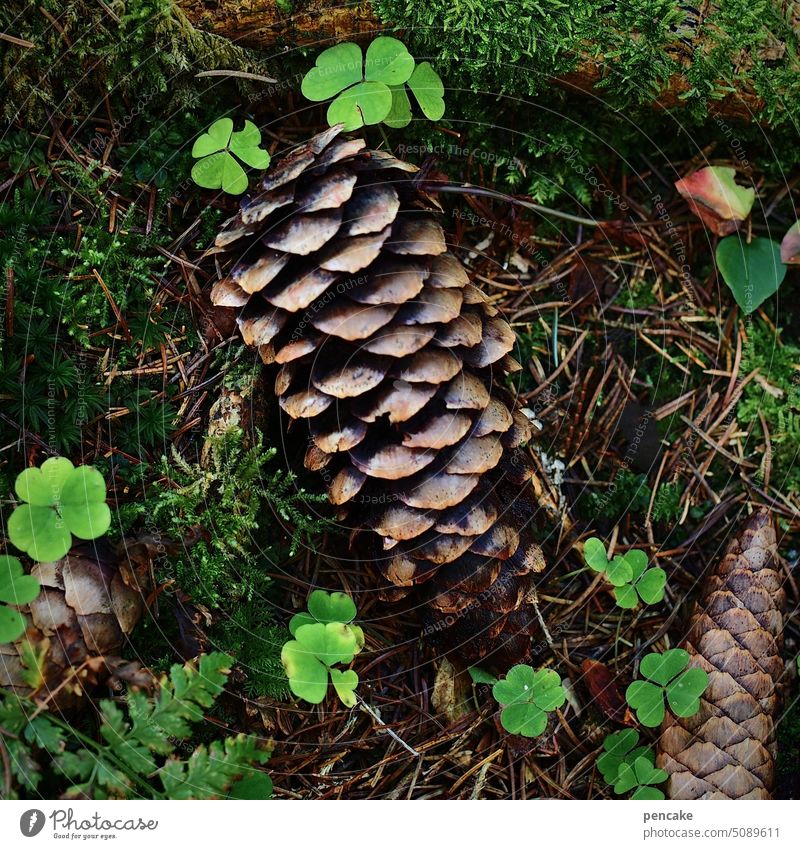 finde dein glück | guten rutsch! Klee Kleeblatt Wald Glück Symbol Neujahr Blätter Natur Nahaufnahme Detailaufnahme Grün natürlich Wünsche leben Glückwünsche