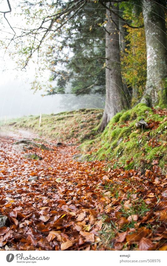 Herbstrot Umwelt Natur Landschaft Pflanze Baum Moos Blatt natürlich Laubwald Farbfoto Außenaufnahme Menschenleer Tag Schwache Tiefenschärfe