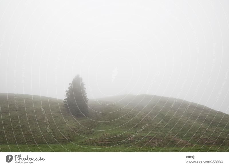 Oh Tannenbaum Umwelt Natur Landschaft Pflanze Himmel Herbst schlechtes Wetter Nebel Baum Grünpflanze Wiese Feld natürlich grau grün Farbfoto Gedeckte Farben