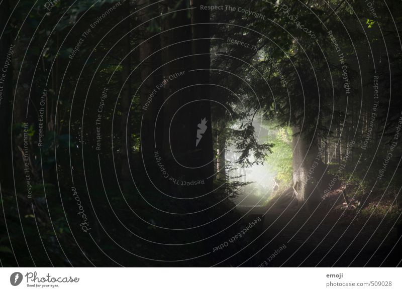 mystisch Umwelt Natur Landschaft Baum Sträucher Wald dunkel gruselig natürlich Farbfoto Außenaufnahme Menschenleer Dämmerung Licht Schatten Kontrast Low Key