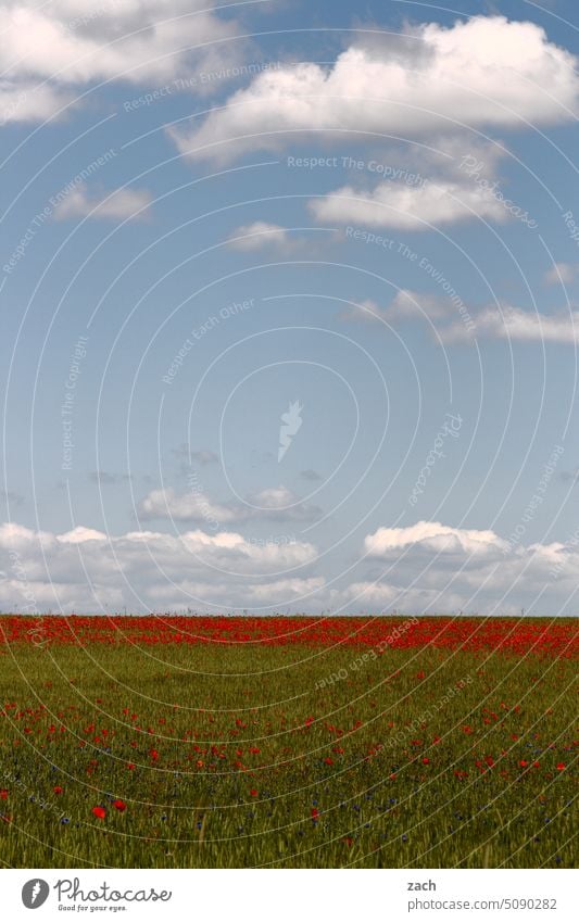 Mohntag Feld Mohnblüte Sommer Natur Blume Klatschmohn Mohnfeld Idylle Himmel Wolken Brandenburg Wiese Pflanze rot grün blau