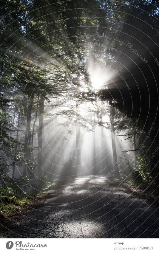 Flutlicht Umwelt Natur Landschaft Pflanze Nebel Baum Wald außergewöhnlich Farbfoto Gedeckte Farben Außenaufnahme Menschenleer Morgen Tag Licht Schatten