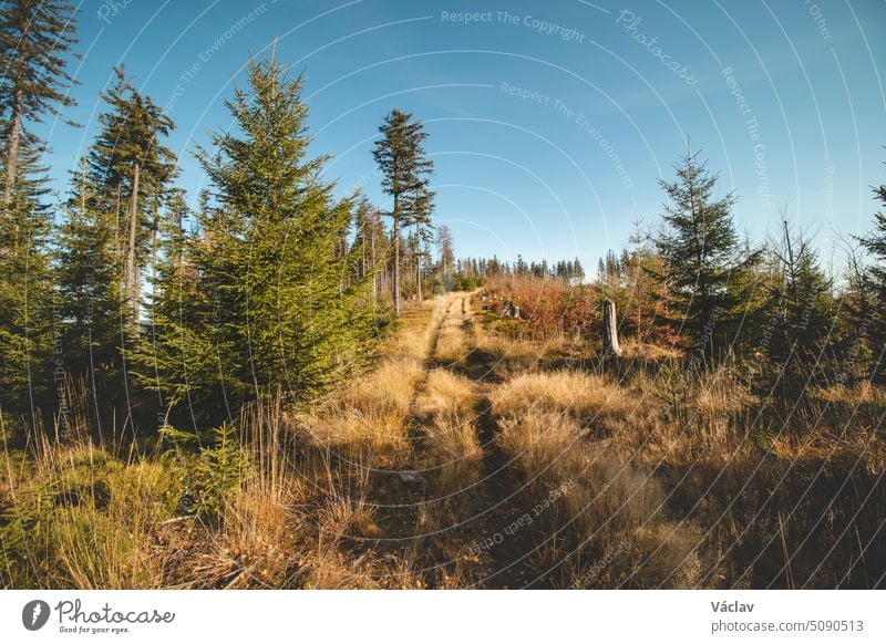 Ein Waldweg führt durch die Beskiden. Freier Platz auf einer Lichtung mit blauem Himmel. Genießen Sie die frische Luft panoramisch Freiheit Tal Tourist