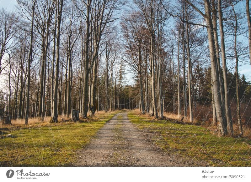 Wunderschöner Waldweg, der durch Buchenwälder führt, von denen im Herbst die Blätter fallen. Beskiden, Tschechische Republik. Ein Stück unberührte Landschaft