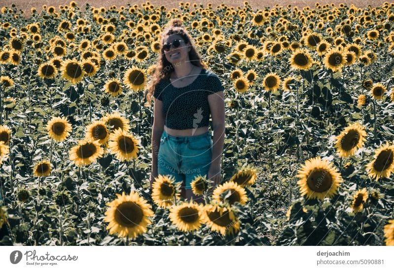 Mein Sonnenblumen Mädchen. Sonnenblumenfeld Sommer Blume Feld schön Landschaft Wachstum Blüte Außenaufnahme Farbfoto Pflanze gelb Natur Menschenleer viele