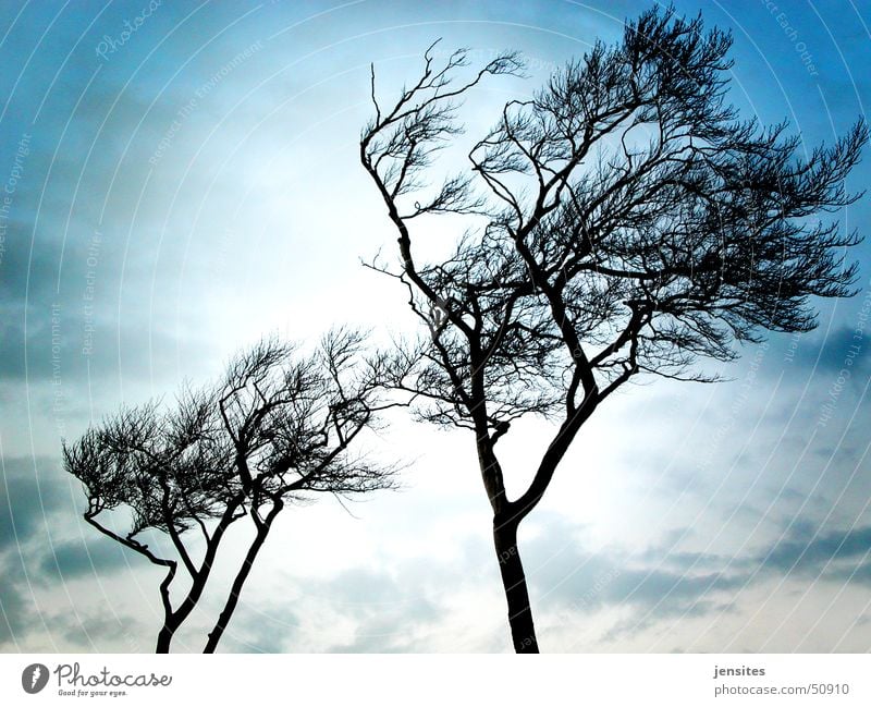 Ostseepalmen Baum Windflüchter Winter grau kalt ungemütlich Außenaufnahme Gegenlicht Natur Licht Deutschland Himmel blau Ast Dynamik tree baltic sea plants