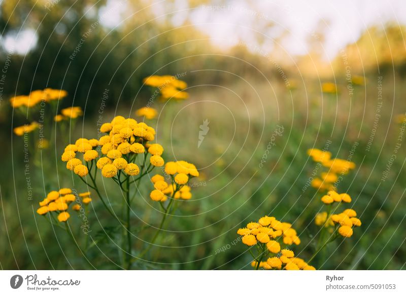 Rainfarn - Tanacetum Vulgare - ist eine mehrjährige, krautige Blütenpflanze aus der Familie der Korbblütler, die im gemäßigten Europa und Asien heimisch ist. Gemeiner Rainfarn, Bitterknöpfe, Kuhbitter oder Goldknöpfe