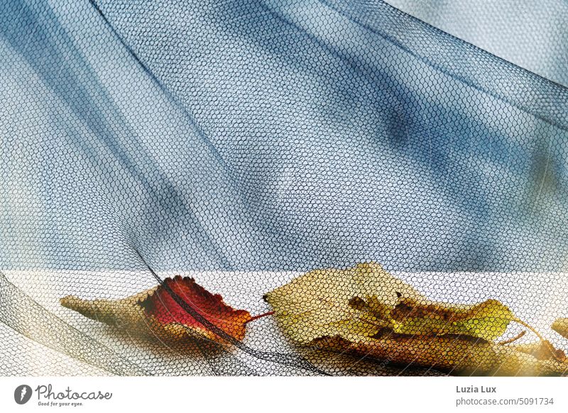 Herbstliche gefärbte Blätter liegen am Fenster hinter einem Fliegengitter leuchtend orange golden Vergänglichkeit Laub fallen gelb Herbstfarben Herbststimmung