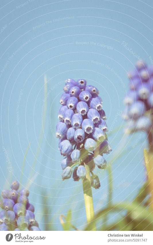 Traubenhyazinthen im Sonnenlicht vor blauem Himmel Perlhyazinthe Bauernbübchen Bergmännchen Muscari hellblau Frühlingserwachen Blauer Hintergrund Pflanze