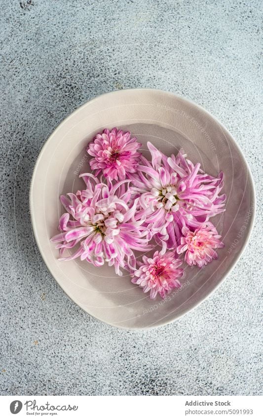 Innendekoration mit Keramikschale voller Blütenköpfe Chrysantheme Asteraceae Herbst herbstlich Hintergrund Schalen & Schüsseln Beton Dekor fallen Flora geblümt