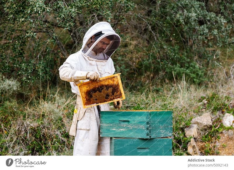 Männlicher Imker mit Bienenstock im Bienenhaus Mann Ernte Bienenkorb Liebling Arbeit Tracht behüten Wabe Sommer professionell Landschaft Job Bauernhof Ackerbau