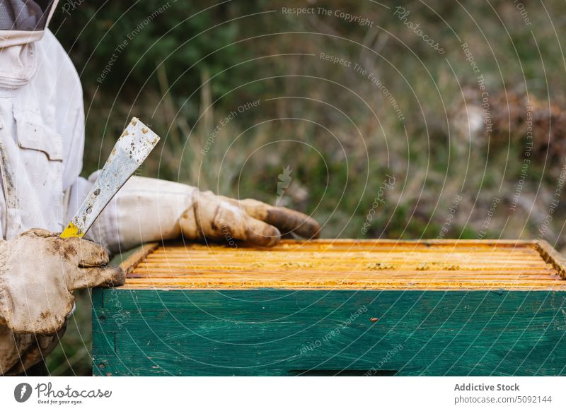 Imker öffnet Bienenstock im Bienenhaus Person offen Bienenkorb Wabe Job Schaber Liebling Bienenzucht grün Hobby Inszenierung natürlich Dorf dreckig Handschuh