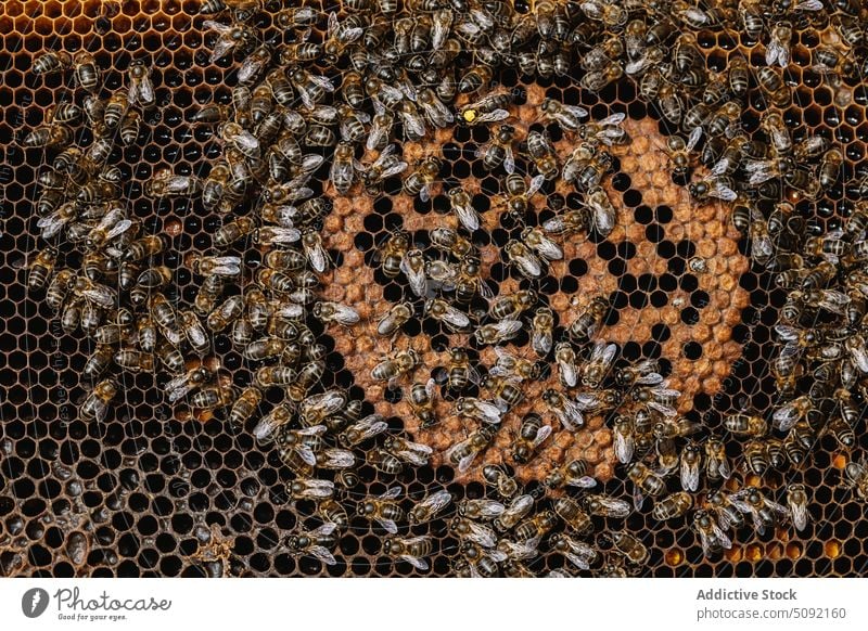 Bienen auf Waben im Bienenstock viele Insekt krabbeln Prozess Bienenkorb Bienenzucht Liebling produzieren klein Muster Tierwelt wild Natur Arbeit Bauernhof süß