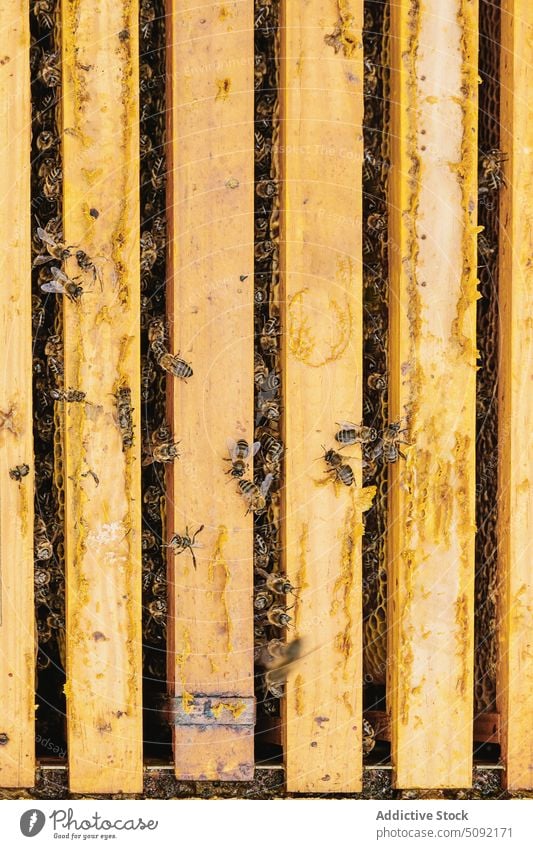 Bienen auf Waben im Bienenstock viele Insekt krabbeln Prozess Bienenkorb Bienenzucht Liebling produzieren klein Muster Tierwelt wild Natur Arbeit Bauernhof süß