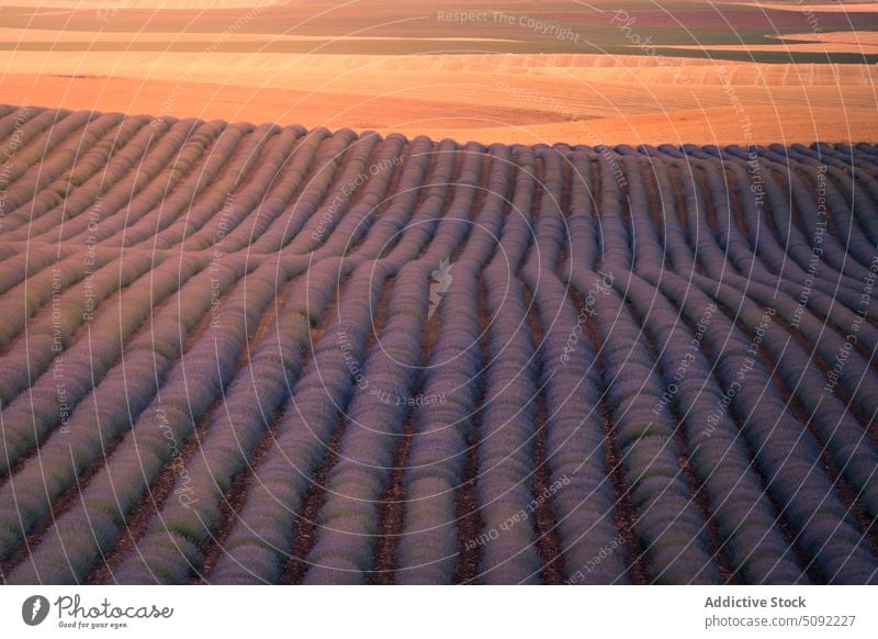 Endlos blühende Lavendelfelder im Sonnenschein Sonnenuntergang Feld endlos Blütezeit Reihe Wiese Sonnenlicht Tal Spanien Natur Flora Umwelt Guadalajara