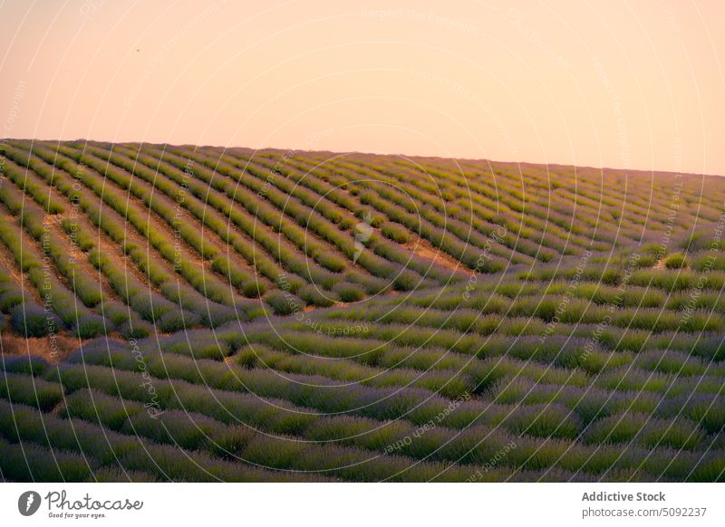 Endlos blühende Lavendelfelder im Sonnenschein Sonnenuntergang Feld endlos Blütezeit Reihe Wiese Sonnenlicht Tal Spanien Natur Flora Umwelt Guadalajara