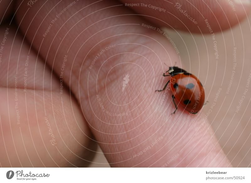 fingerläufer Marienkäfer Finger Insekt Tier Natur Käfer beatle laufen run animal insect