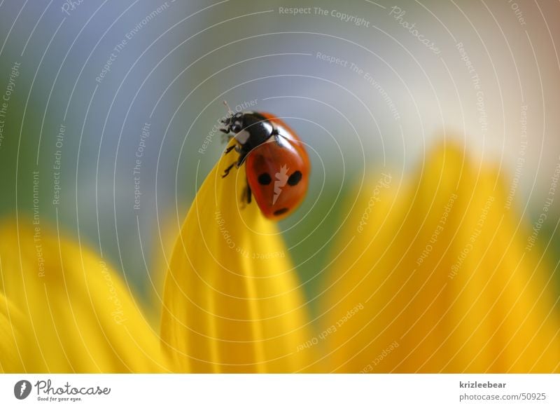 pause Marienkäfer Blüte Blütenblatt Insekt Tier Natur Blume gelb Sonnenblume Käfer beatle sitzen blossom Pflanze Glück red ladybug Makroaufnahme planen