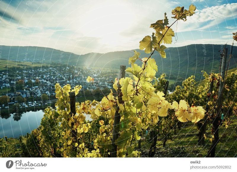 Weinselig Mosel (Weinbaugebiet) Weinberge Moseltal Idylle Landschaft Rheinland-Pfalz Natur Flussufer Bäume friedlich Ruhe Sonnenlicht Überblick Weinrebe Ferne