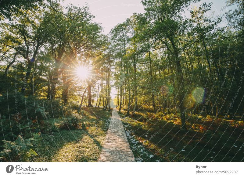 Zeda-gordi, Georgia. Ansicht der gepflasterten Waldweg führt zu Canyon Okatse in Sonnenuntergang oder Sonnenaufgang Zeit. Sun Sunshine mit natürlichem Sonnenlicht und Sonnenstrahlen durch den Wald Bäume. Beautiful Scenic View