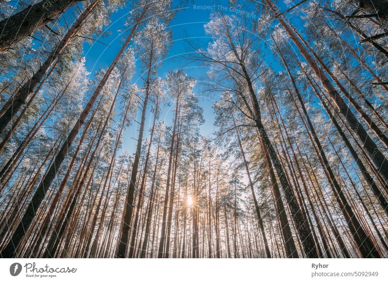 Sonnenuntergang Sonnenaufgang Sonnenschein in sonnigen Winter verschneiten Nadelwald. Sunlight Through Woods In Winter Forest Landscape. Kiefer Litauen Licht