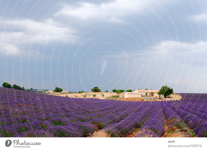 Lila, Lila Ferien & Urlaub & Reisen Tourismus Ausflug Sommer Sommerurlaub Umwelt Natur Landschaft Pflanze Himmel Wolken Baum Gras Blüte Grünpflanze Nutzpflanze