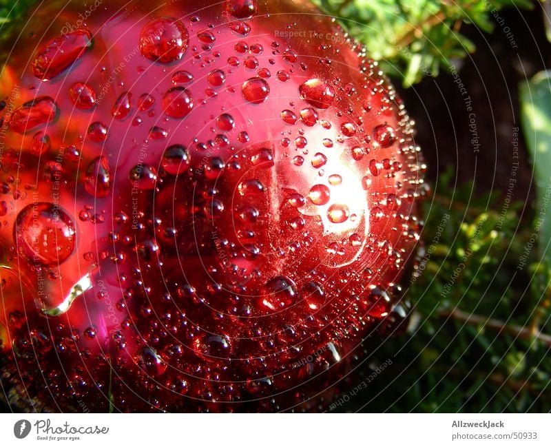 Weihnachtlicher Morgentau rot Weihnachtsdekoration Dekoration & Verzierung benetzt rund Wassertropfen nass feucht frisch Vorfreude Weihnachten & Advent Kugel