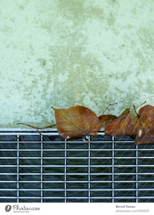 hängenbleiben Wasser Herbst Blatt nass unten Stadt braun grau schwarz silber weiß Metall Abfluss Gitterrost Rechteck Beton Brunnen gefangen Farbfoto